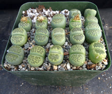 Load image into Gallery viewer, Lithops salicola v. malachite
