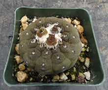 Load image into Gallery viewer, Copiapoa hypogaea Lizard Skin Form
