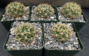 Lobivia prestoana