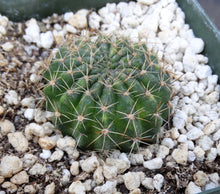 Load image into Gallery viewer, Lobivia saltensis Variegated
