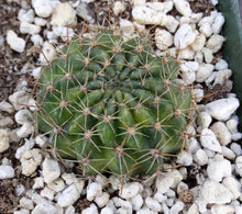 Load image into Gallery viewer, Lobivia saltensis Variegated
