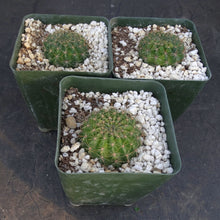 Load image into Gallery viewer, Lobivia saltensis Variegated
