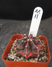 Load image into Gallery viewer, Gymnocalycium friedrichii Thai Variegate
