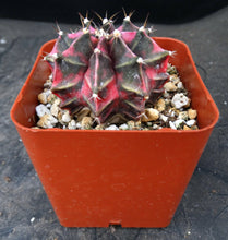 Load image into Gallery viewer, Gymnocalycium friedrichii Thai Variegate
