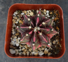 Load image into Gallery viewer, Gymnocalycium friedrichii Thai Variegate

