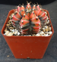 Load image into Gallery viewer, Gymnocalycium friedrichii Thai Variegate
