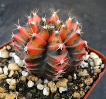 Load image into Gallery viewer, Gymnocalycium friedrichii Thai Variegate
