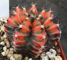 Load image into Gallery viewer, Gymnocalycium friedrichii Thai Variegate
