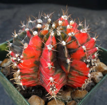 Load image into Gallery viewer, Gymnocalycium friedrichii Thai Variegate
