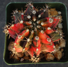 Load image into Gallery viewer, Gymnocalycium friedrichii Thai Variegate
