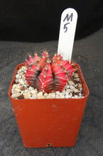 Load image into Gallery viewer, Gymnocalycium friedrichii Thai Variegate
