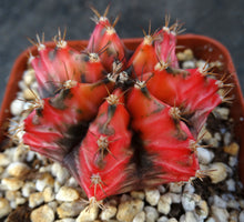 Load image into Gallery viewer, Gymnocalycium friedrichii Thai Variegate
