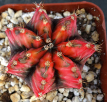 Load image into Gallery viewer, Gymnocalycium friedrichii Thai Variegate
