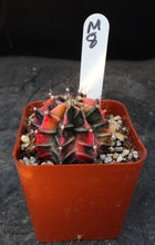 Load image into Gallery viewer, Gymnocalycium friedrichii Thai Variegate
