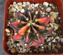 Load image into Gallery viewer, Gymnocalycium friedrichii Thai Variegate
