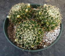 Load image into Gallery viewer, Mammillaria camptotricha var. marnier-lapsotollei *larger plant*
