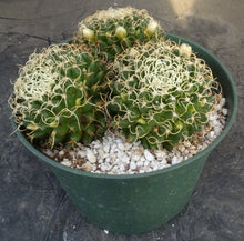 Load image into Gallery viewer, Mammillaria camptotricha var. marnier-lapsotollei *larger plant*
