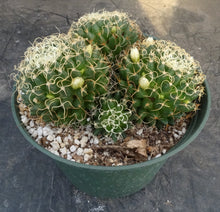 Load image into Gallery viewer, Mammillaria camptotricha var. marnier-lapsotollei *larger plant*
