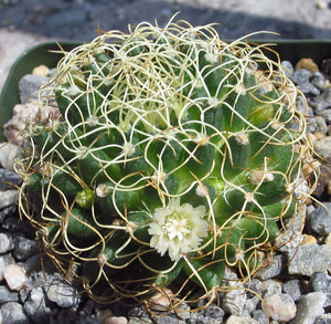 Mammillaria camptotricha var. marnier-lapsotollei