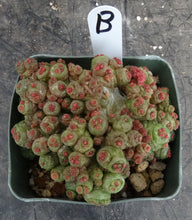 Load image into Gallery viewer, Mammillaria bocasana cv. 'Fred' *Own Roots*
