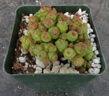Load image into Gallery viewer, Mammillaria bocasana cv. 'Fred' *Own Roots*
