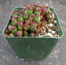 Load image into Gallery viewer, Mammillaria bocasana cv. 'Red Fred' *Own Roots*
