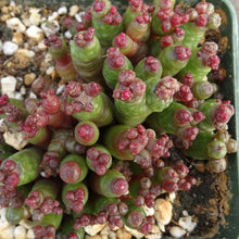 Load image into Gallery viewer, Mammillaria bocasana cv. 'Red Fred' *Own Roots*
