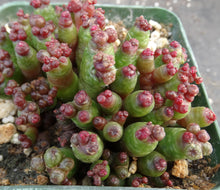 Load image into Gallery viewer, Mammillaria bocasana cv. 'Red Fred' *Own Roots*
