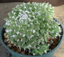 Load image into Gallery viewer, Mammillaria bucareliensis cv. 'Erusamu' Variegated *Larger Plant*
