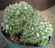 Load image into Gallery viewer, Mammillaria bucareliensis cv. 'Erusamu' Variegated *Larger Plant*
