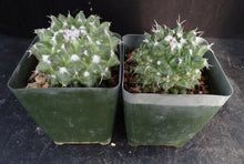 Load image into Gallery viewer, Mammillaria bucareliensis cv. &#39;Erusamu&#39; Variegated Variegata
