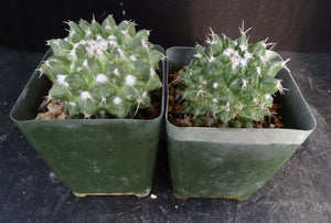 Mammillaria bucareliensis cv. 'Erusamu' Variegated Variegata