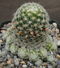 Load image into Gallery viewer, Mammillaria schiedeana ssp. giselae

