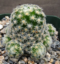 Load image into Gallery viewer, Mammillaria schiedeana ssp. giselae

