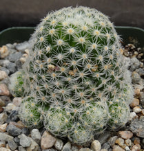 Load image into Gallery viewer, Mammillaria schiedeana ssp. giselae
