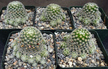 Load image into Gallery viewer, Mammillaria schiedeana ssp. giselae
