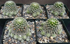 Mammillaria schiedeana ssp. giselae