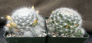 Mammillaria glassii
