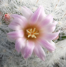 Load image into Gallery viewer, Mammillaria glassii
