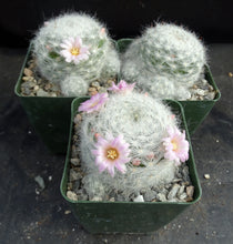 Load image into Gallery viewer, Mammillaria glassii
