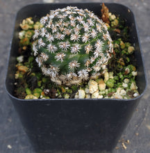 Load image into Gallery viewer, Mammillaria hernandezii
