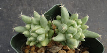 Load image into Gallery viewer, Mammillaria longimamma Monstrose
