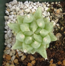 Load image into Gallery viewer, Mammillaria longimamma Monstrose
