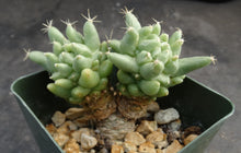 Load image into Gallery viewer, Mammillaria longimamma Monstrose
