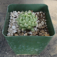 Load image into Gallery viewer, Mammillaria longimamma Monstrose
