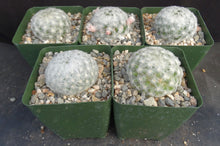 Load image into Gallery viewer, Mammillaria plumosa
