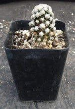 Load image into Gallery viewer, Mammillaria theresae
