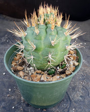 Load image into Gallery viewer, Matucana oreodoxa *Larger Plant*
