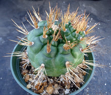 Load image into Gallery viewer, Matucana oreodoxa *Larger Plant*
