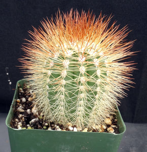 Melocactus perezassoi